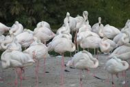 019 - Flamingos-1.jpg